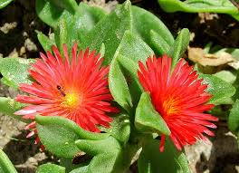 Essa suculenta quase não necessita de adubação. Rosinha De Sol Caracteristicas E Cultivo