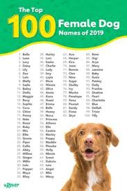 Despite their reputation for being dominant and independent, cats have effortlessly made their way into the hearts of many humans. Aesthetic Dog Names Online 60 Off Www Pegasusaerogroup Com