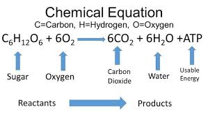 Cellular Respiration Formula Google Search Homeschool Science Cellular Respiration Equations
