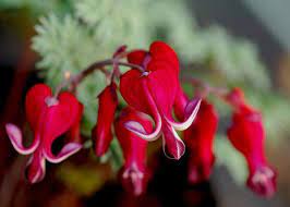 Bleeding Heart Dicentra Burning Hearts Full Sun Or Partial Shade Dark Read Flowers March To September Fully Har Bleeding Heart Plants Bleeding Heart Plant
