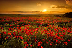 As tradition holds, memorial day is the last monday in may, this year falling on may 31. When Is Memorial Day 2021 Facts And Traditions Farmers Almanac