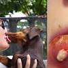 The production of excessive saliva is important to help dilute the content of the stomach that is about to come back up. 1