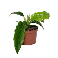 Did you scroll all this way to get facts about jungle boogie plant? Philodendron Jungle Boogie Philodendron Narrow 15 00 Plantx
