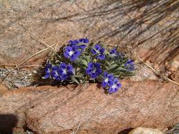 Image result for Aptosimum procumbens