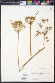 Image result for Cyperus haspan