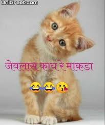 Below is a collection of seventeen friendship quotes in marathi to celebrate and help you understand the meaning and realize the beauty of this special and. Best Cat Marathi Status Quotes Images With Funny Cat Marathi Jokes Pics