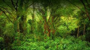 The next zone is the understory which is very dark and cool. Tropical Rainforest San Diego Zoo Animals Plants