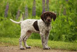 2 black females and 1 black male are available. German Shorthaired Pointer Puppies Arizonapet Photos Gallery Puppies Pet Photos Gallery X958gw78zb