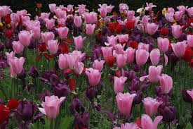 Posts About Tulip Orange Angelique On Duver Diary Tulip Bulbs For Sale Spring Garden Flowers Tulips