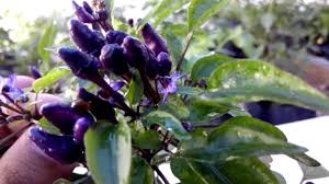 Biji benih cili padi kampung centil cili api kampung chili local bird s eye chili seeds 辣椒种子 shopee malaysia. Chile Explosive Ember Youtube