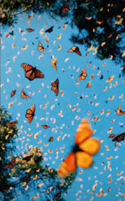 The best gifs are on giphy. Butterfl Aesthetic Blue Butterfly Nature Sky Hd Mobile Wallpaper Peakpx