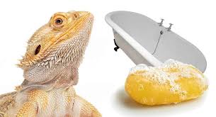 The behaviour of a bearded dragon can be quite interesting at times, but other times they can be cute or funny. Bearded Dragon Bath Time Do Bearded Dragons Need Baths