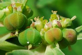 Image result for Euphorbia daviesii