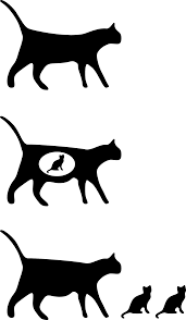 Es regt mich tierrisch auf. Eine Rollige Katze Decken Lassen Kittenzuwachs Und Paarungsverhalten