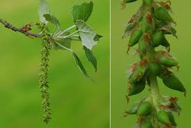 Image result for Populus ×  canescens