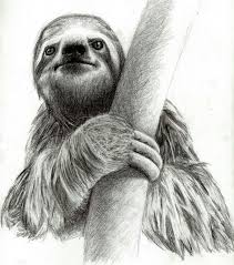 Pin By Sericolor Murillo On Dibujos De Jack Sloth Drawing Sloth Art Sloth Tattoo