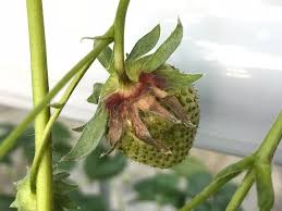 イチゴの病気 害虫被害などについて