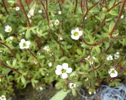 Image result for Tridactyle tridactylites