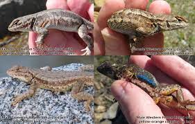 Identifying Western Fence Lizards And Common Sagebrush Lizards