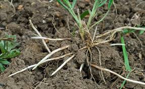 Quecke Erfolgreich Bekampfen Unkraut Im Garten Garten Und Unkraut