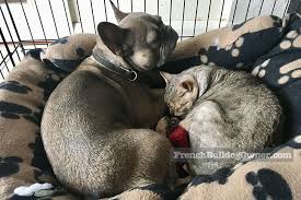 Female dogs may act more clingy than usual, experience swelling of the vulva, or have urinary accidents, even if they're potty. Are French Bulldogs Good With Cats 5 Step Introduction