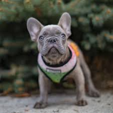 The french bulldog is a top heavy breed. My Gorgeous Lilac Male Born July 10th Nw Frenchies Washington State French Bulldog Blue French Bulldog Puppies French Bulldog Puppies