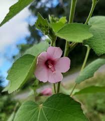 Image result for Urena