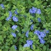 Evolvulus.as much loved by insects as by me. Evolvulus Glomeratus Hawaiian Blue Eyes Brazilian Dwarf Morning Glory Dwarf Morning Glory Creeping Morning Glory Silky Morning Glory Pilosus Care Plant Varieties Pruning Advice