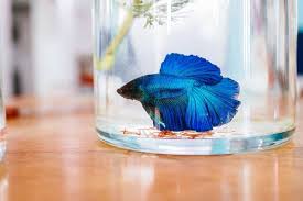 Alibaba.com offers 897 betta fish bowls products. The 25 Best Betta Fish Tanks Of 2021 Pet Life Today