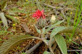 Image result for Pleiotaxis