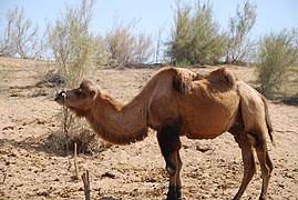 I think a double hump camel is especially crazy looking, but probably even more well suited to the desert than a camel with one. Bactrian Camel Wikipedia