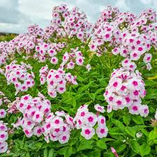Image result for Phlox paniculata