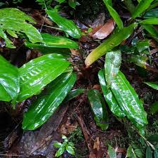 Image result for Mapania