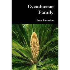 Image result for Cycadaceae