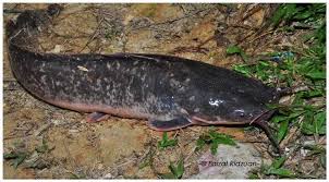 Ikan keli or catfish farming is now very popular in malaysia where tons of table fish are exported to indonesia.training courses for breeding of ikan keli is. Apa Perbezaan Jalan Jalan Cari Makan Di Kedah Rasmi Facebook