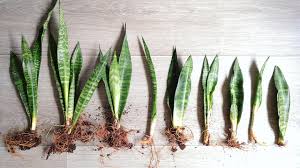 Arid cactus need dry soil as they are used to in the desert areas. 3 Easy Ways To Propagate Houseplants Mulhall S
