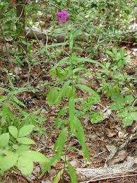 Image result for Vernonia melleri