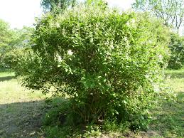 Image result for Cogniauxia