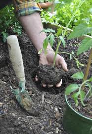 Nutzgarten Die Wichtigsten Gartentipps Im Mai Gartentipps Garten Tomaten Pflanzen