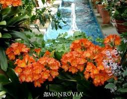 Video created by elizabeth meyer for trees, shrubs and conifers a plant identification course offered in partnership with longwood gardens. Belgian Hybrid Orange Clivia Shade Flowers Dry Shade Plants Tall Shade Plants