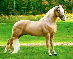 Shakers champagne rain (diesel) pinellas park, florida 33782 usa 2005 palomino tennessee walking horse gelding $20,000. Palomino Tennessee Walking Horse Stallion Sundrop S Mellow Yellow Horses Beautiful Horses Tennessee Walking Horse