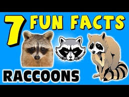 16 7 Fun Facts About Raccoons Facts For Kids Raccoon Paws Tree Learning Colors Funny Sock Puppet Youtube Facts For Kids Fun Facts Learning Colors