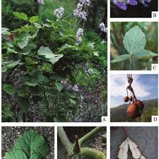 Image result for Teramnus micans