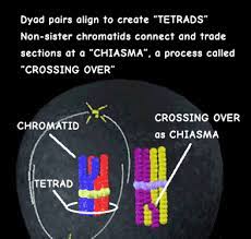 What exactly is cells alive worksheet answer key pdf? Interactive Meiosis