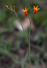 Image result for Stathmostelma pauciflorum