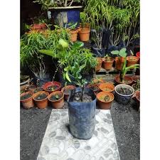 Check spelling or type a new query. Buy Pokok Limau Purut Pokok Hidup Live Tree Hot Item Anak Pokok Limau Purut Seetracker Malaysia