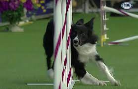 This Dog S Winning Run At The Westminster Dog Show Is Truly Incredible Westminster Dog Show Dog Show Westminster