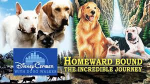 The sponsor a pet program is handled by the petfinder foundation, a 501(c)3 nonprofit organization, to ensure that shelters and rescue groups receive donations in the easiest way possible. Homeward Bound Pet Discount Code 07 2021