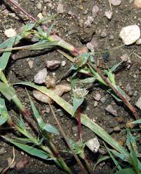 Image result for Leptochloa uniflora
