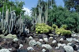 How to make a cactus terrarium. How To Make A Cactus Bed